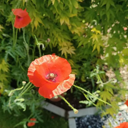 Nocleg ze śniadaniem Ferme Du Petit Breuil Verviers